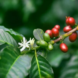 Coffee Journey